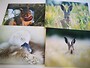 Greetings cards